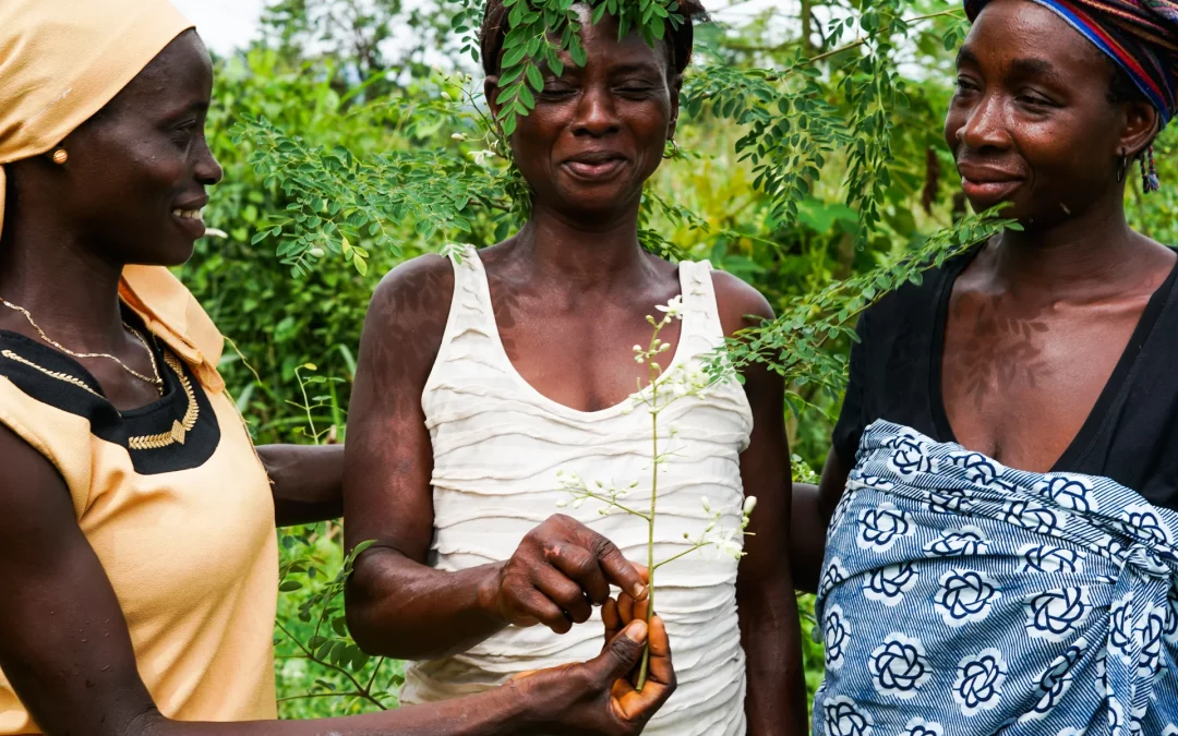 Three woman with moringa plant